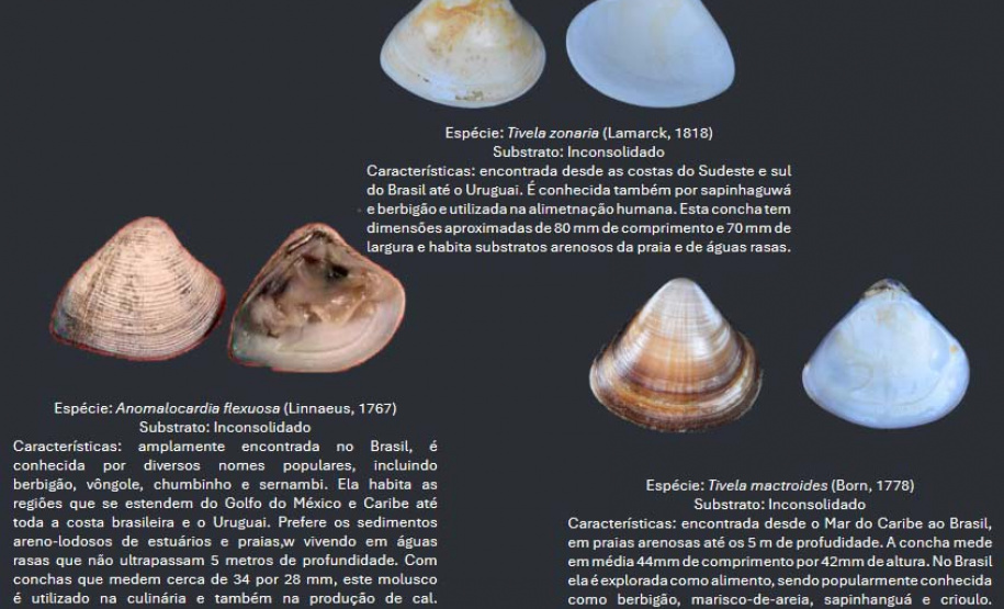 Cartilha educativa desenvolvida pelo Estado em parceria com universidades e empresas responsáveis pela revitalização da Orla de Matinhos destaca a importância das conchas no Litoral do Paraná