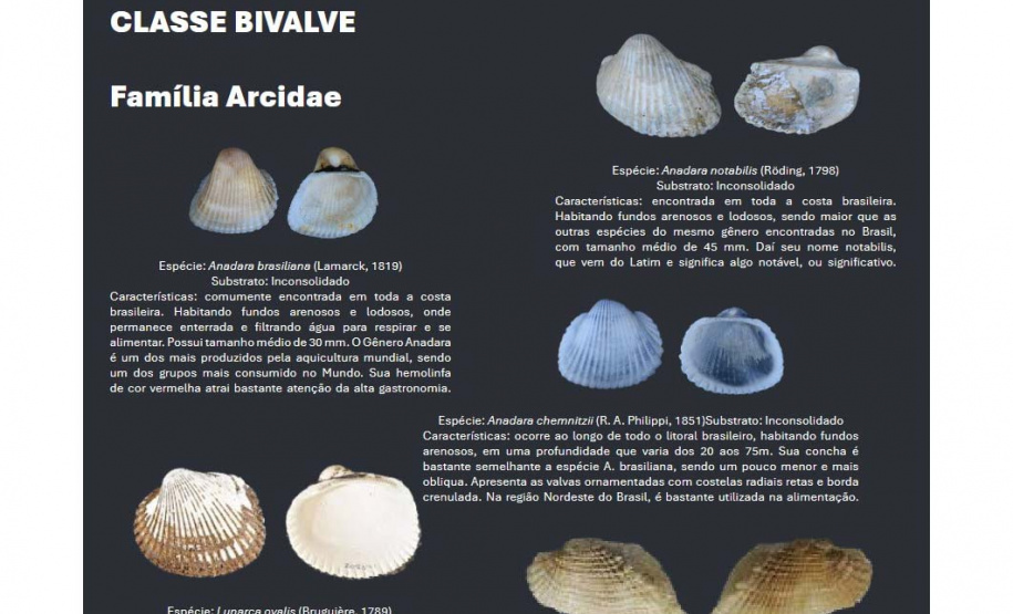 Cartilha educativa desenvolvida pelo Estado em parceria com universidades e empresas responsáveis pela revitalização da Orla de Matinhos destaca a importância das conchas no Litoral do Paraná