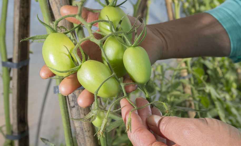 Produtor de orgânico certificado pelo Tecpar tem desconto em linhas de crédito do Plano Safra