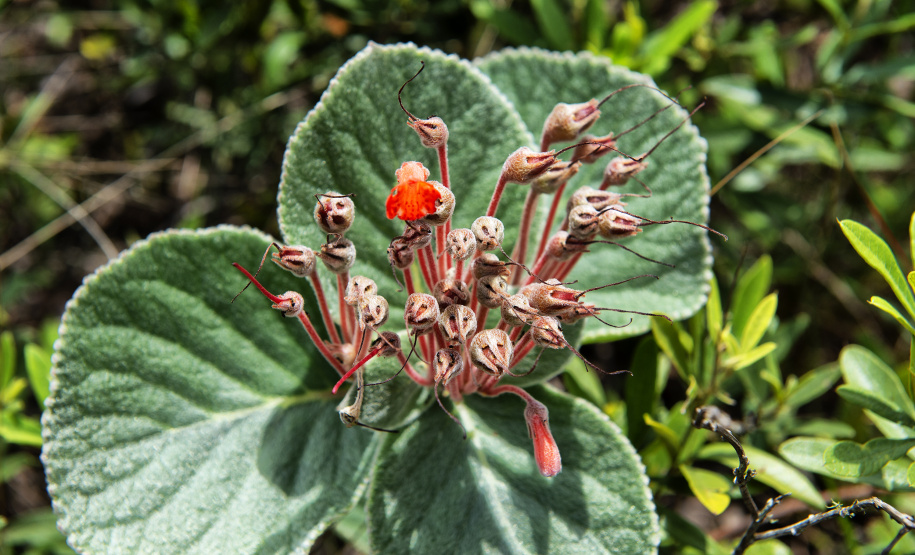 Levantamento do Instituto Água e Terra (IAT) revelou que o Paraná reduziu em 73% o desmatamento ilegal em 2024.