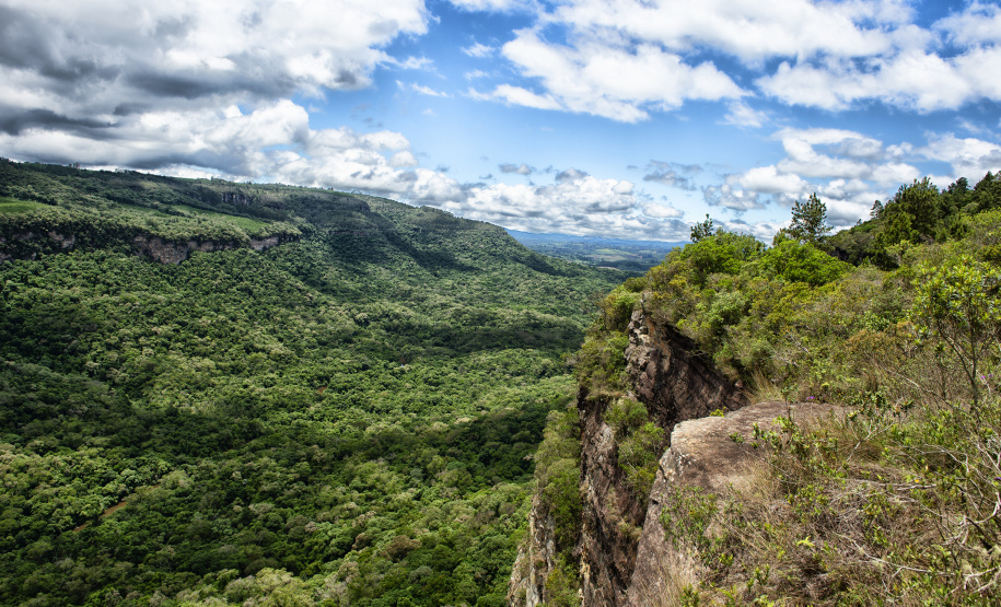 Levantamento do Instituto Água e Terra (IAT) revelou que o Paraná reduziu em 73% o desmatamento ilegal em 2024.