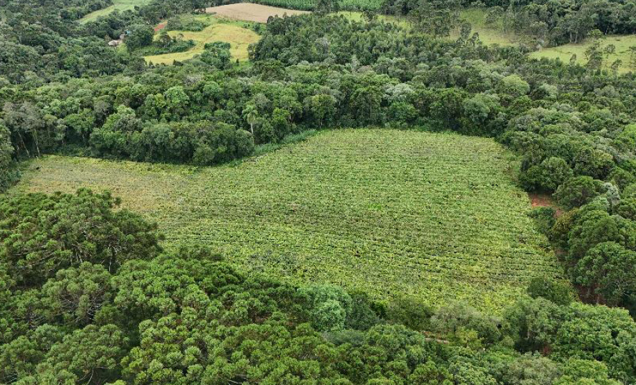 SETU CAMINHO DO VINHO BITURUNA