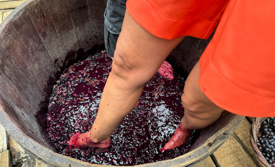 SETU CAMINHO DO VINHO BITURUNA