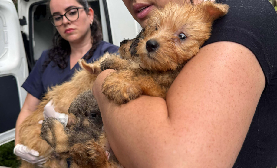PCPR resgata mais de 130 cães vítimas de maus tratos e prende mulher em flagrante em Bocaiuva do Sul