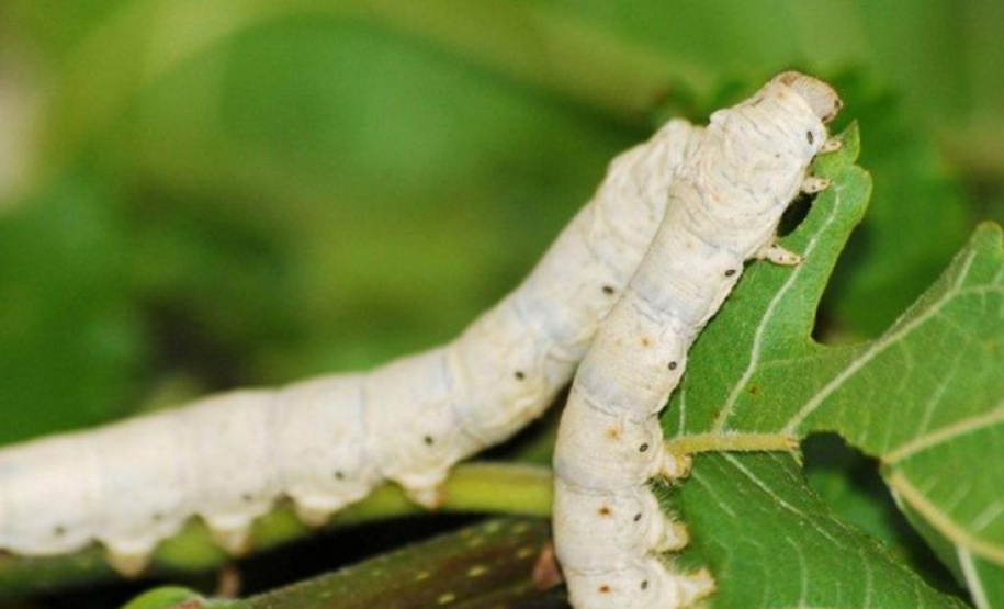 Interessadas em participar do Concurso Seda Paraná tem mais uma semana para inscrição
