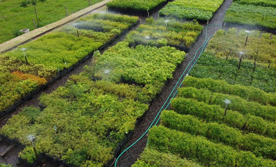 Paraná mais verde: Estado apresentou queda de 73% no desmatamento ilegal da Mata Atlântica entre 2023 e 2024.