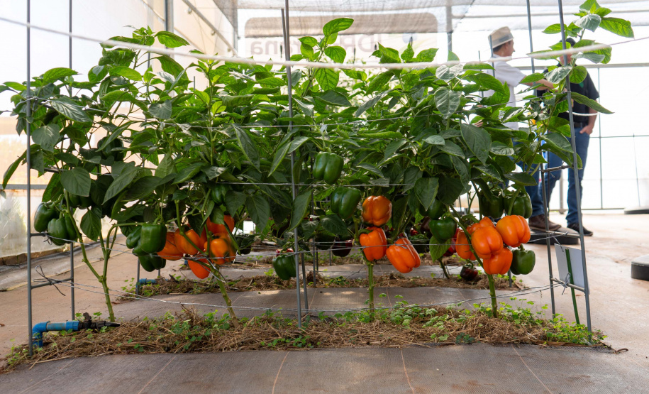 Com recorde de público já na abertura, Show Rural é vitrine para todos os públicos
