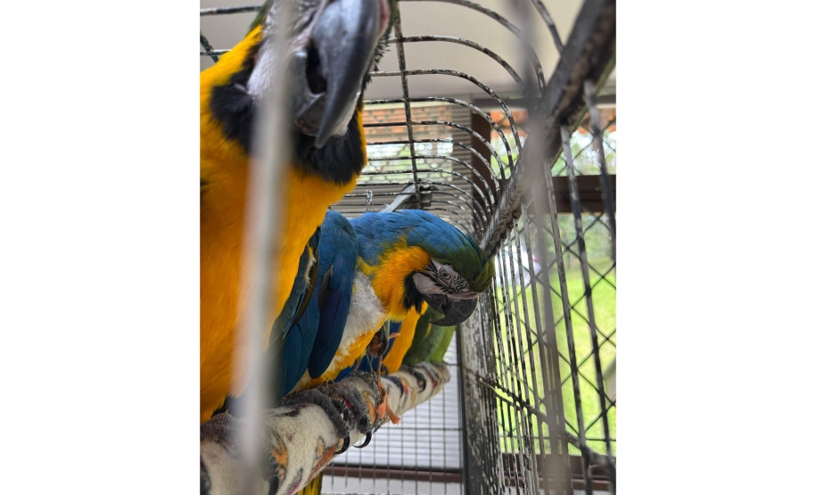 PCPR resgata seis aves vítimas do tráfico de animais em Curitiba