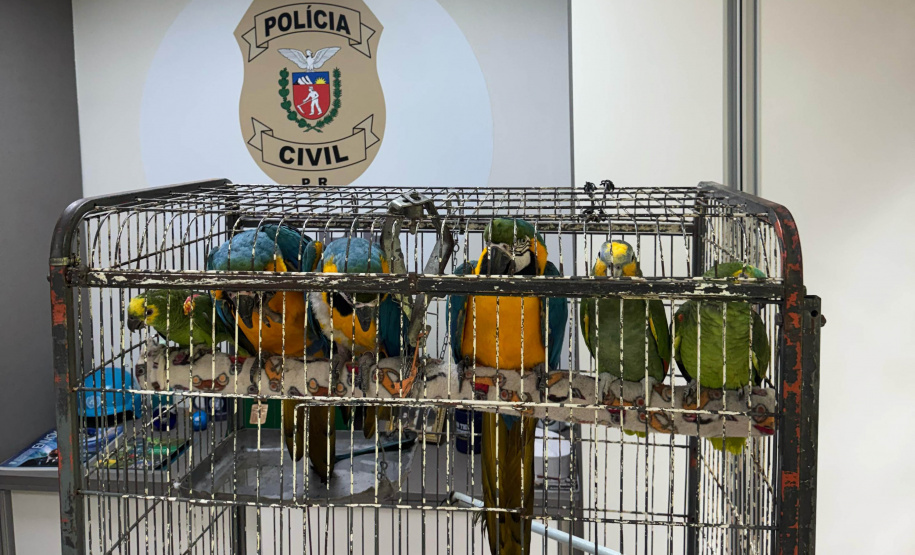 PCPR resgata seis aves vítimas do tráfico de animais em Curitiba