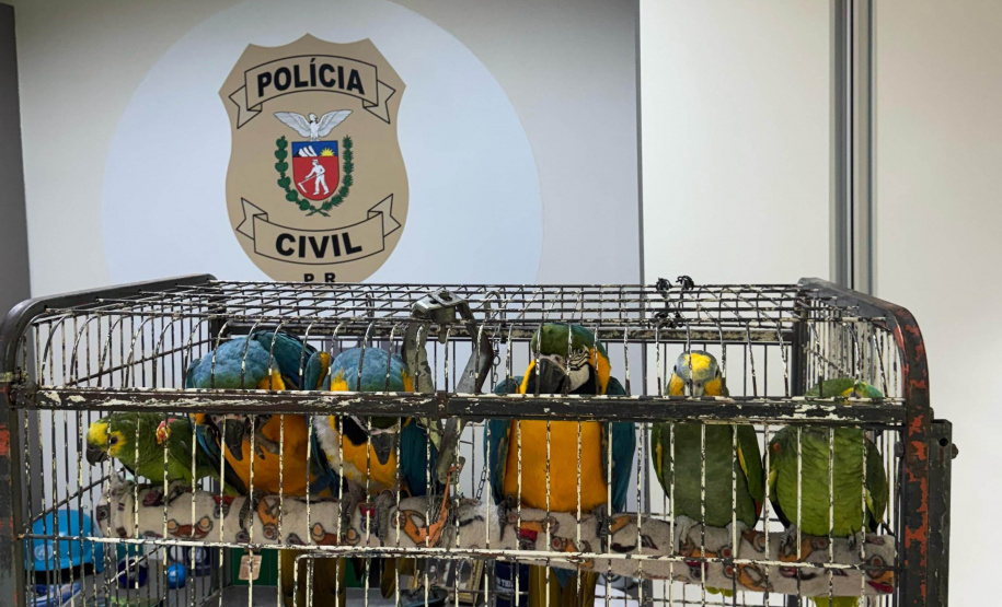 PCPR resgata seis aves vítimas do tráfico de animais em Curitiba