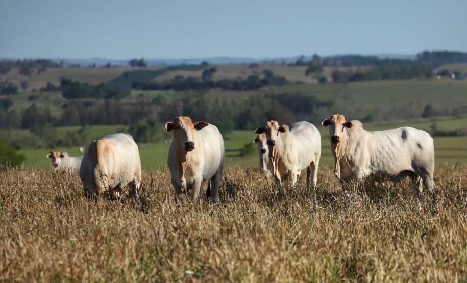 Tecpar apoia conferência internacional sobre febre aftosa em Curitiba