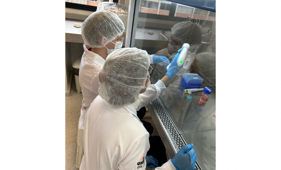 Projeto estuda alternativa para a produção de colágeno de jumento sem abate