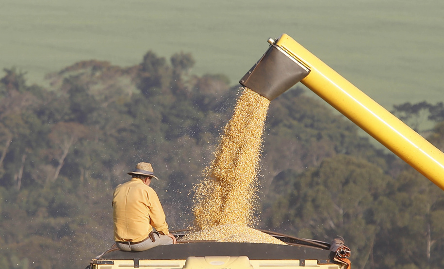 Produtores de milho terão boa produtividade na primeira safra e podem ter recorde de produção na segunda