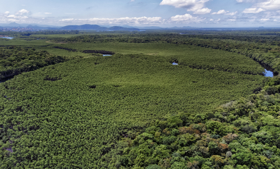 Paraná mais verde: Estado apresentou queda de 73% no desmatamento ilegal da Mata Atlântica entre 2023 e 2024.