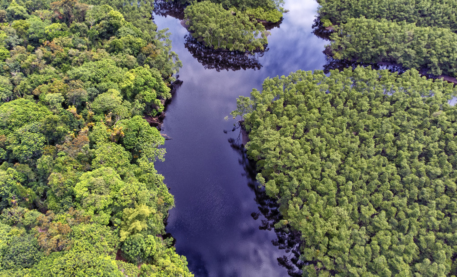 Paraná mais verde: Estado apresentou queda de 73% no desmatamento ilegal da Mata Atlântica entre 2023 e 2024.