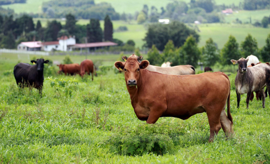 Tecpar apoia conferência internacional sobre febre aftosa em Curitiba