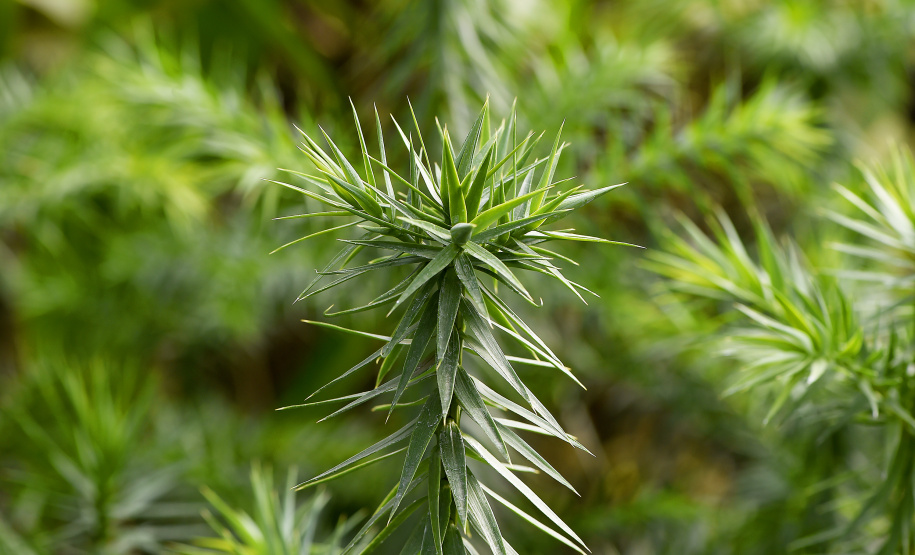 Levantamento do Instituto Água e Terra (IAT) revelou que o Paraná reduziu em 73% o desmatamento ilegal em 2024.