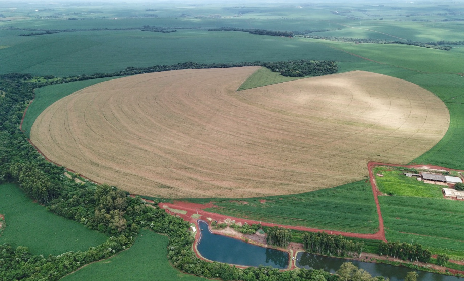 Produtores de milho terão boa produtividade na primeira safra e podem ter recorde de produção na segunda