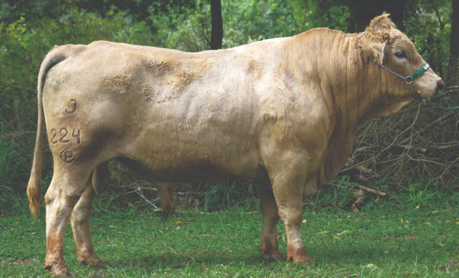 Purunã: gado paranaense é destaque no Show Rural Coopavel