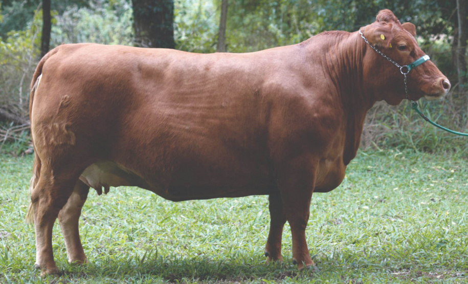 Purunã: gado paranaense é destaque no Show Rural Coopavel