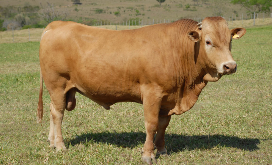 Purunã: gado paranaense é destaque no Show Rural Coopavel