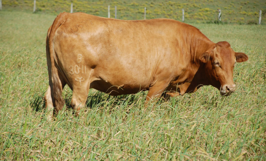 Purunã: gado paranaense é destaque no Show Rural Coopavel