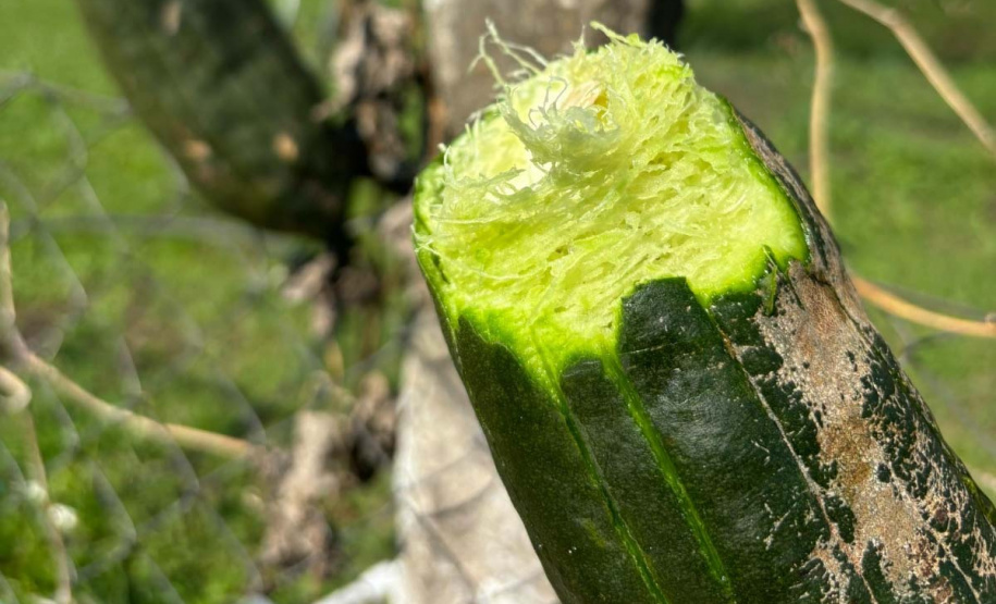 Que bucha é essa? Paraná é destaque na produção da planta, que chega a 41 municípios