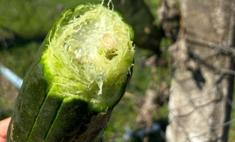 Que bucha é essa? Paraná é destaque na produção da planta, que chega a 41 municípios