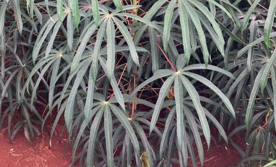 IDR-Paraná apresenta novas opções de mandioca no Show Rural