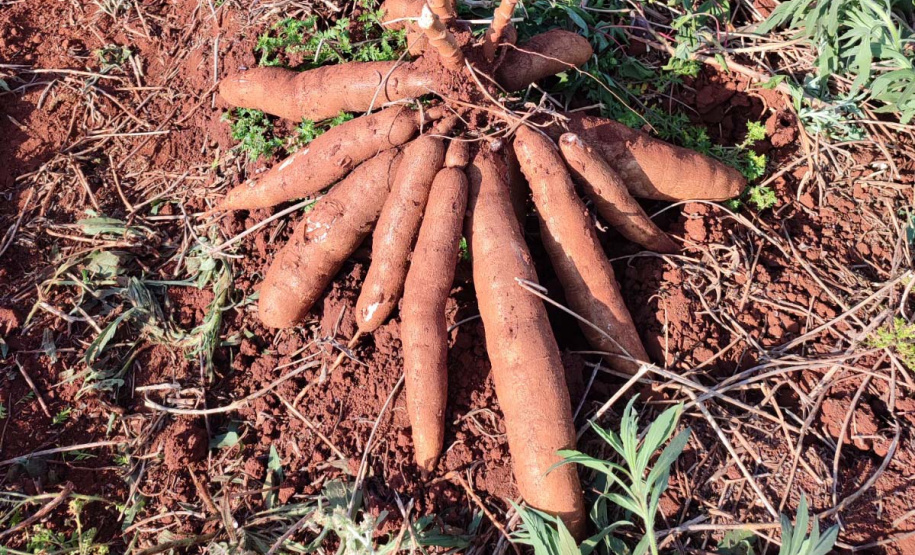 IDR-Paraná apresenta novas opções de mandioca no Show Rural