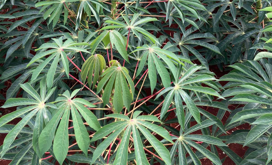 IDR-Paraná apresenta novas opções de mandioca no Show Rural