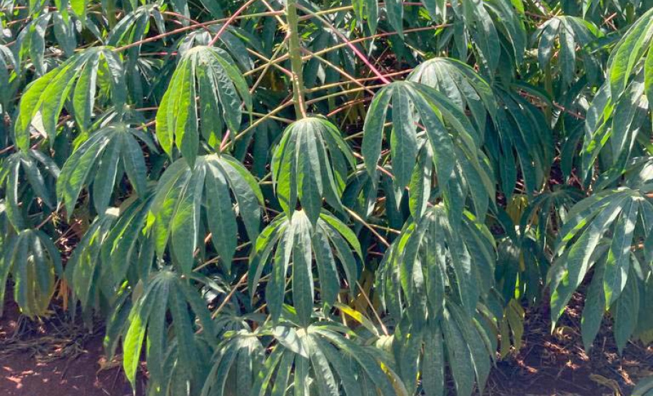 IDR-Paraná apresenta novas opções de mandioca no Show Rural