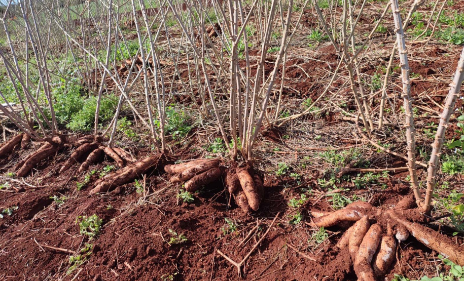 IDR-Paraná apresenta novas opções de mandioca no Show Rural