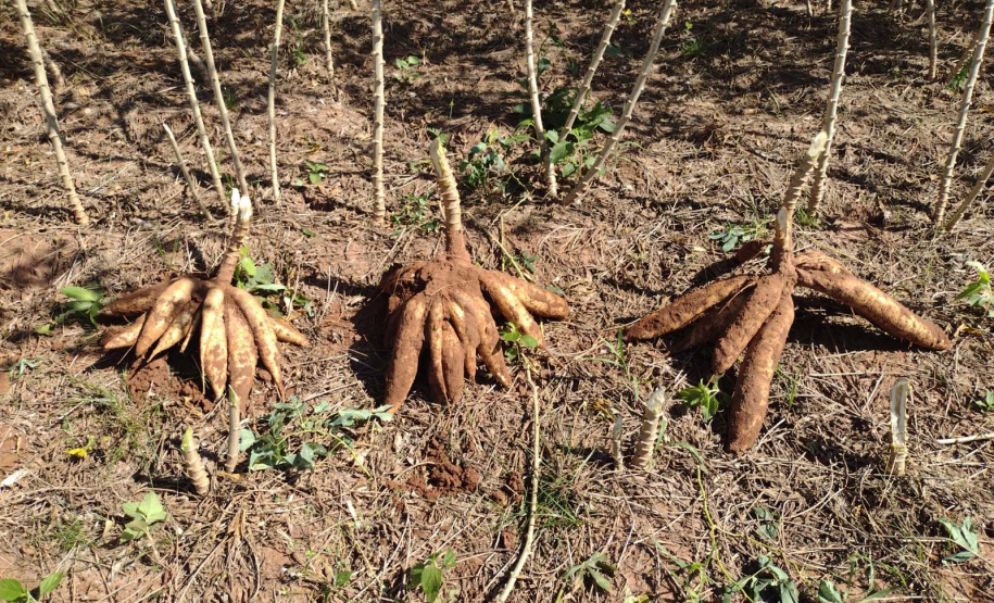 IDR-Paraná apresenta novas opções de mandioca no Show Rural