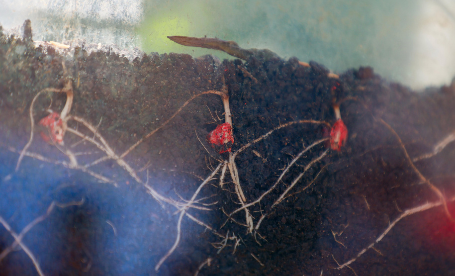 SHOW RURAL COLÉGIO AGRÍCULA