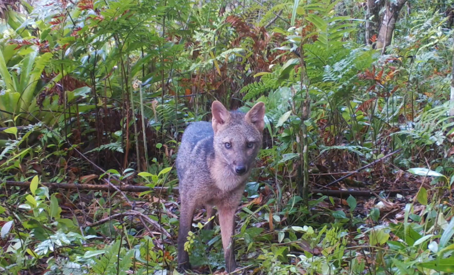 Programa ambiental Ponte de Guaratuba