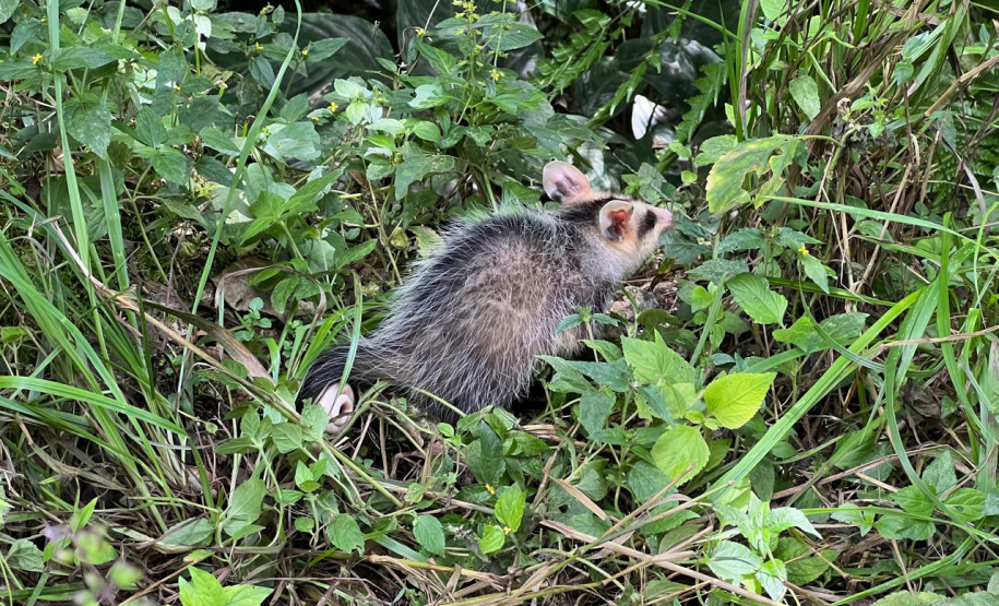 IAT promoveu a soltura de seis gambás-de-orelha-branca que estavam sob cuidados dos participantes do programa de Voluntariado para Cuidados e Reabilitação Intensiva de Animais Silvestres (CRIA)
