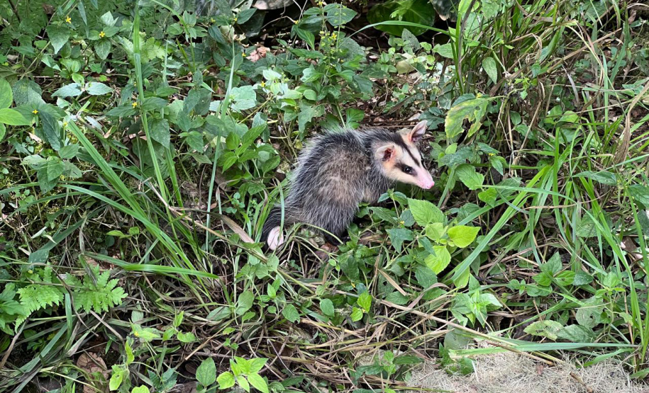 IAT promoveu a soltura de seis gambás-de-orelha-branca que estavam sob cuidados dos participantes do programa de Voluntariado para Cuidados e Reabilitação Intensiva de Animais Silvestres (CRIA)