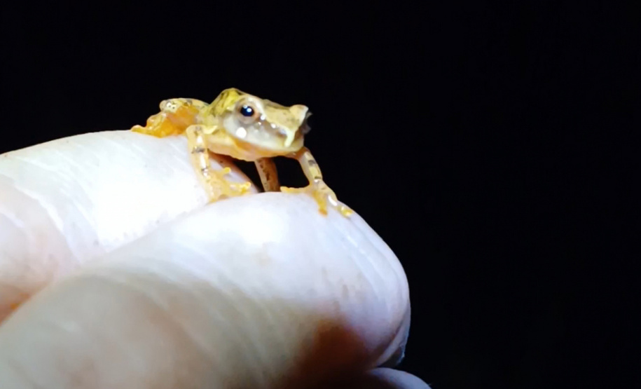 Programa ambiental Ponte de Guaratuba