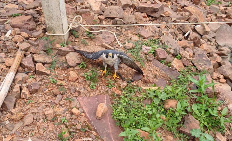 Prefeitura de Nova Santa Rosa