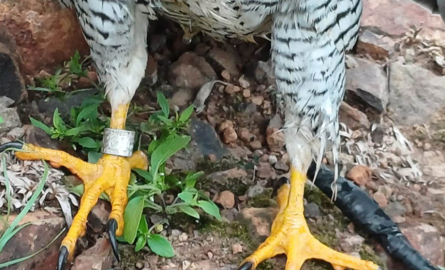 Prefeitura de Nova Santa Rosa