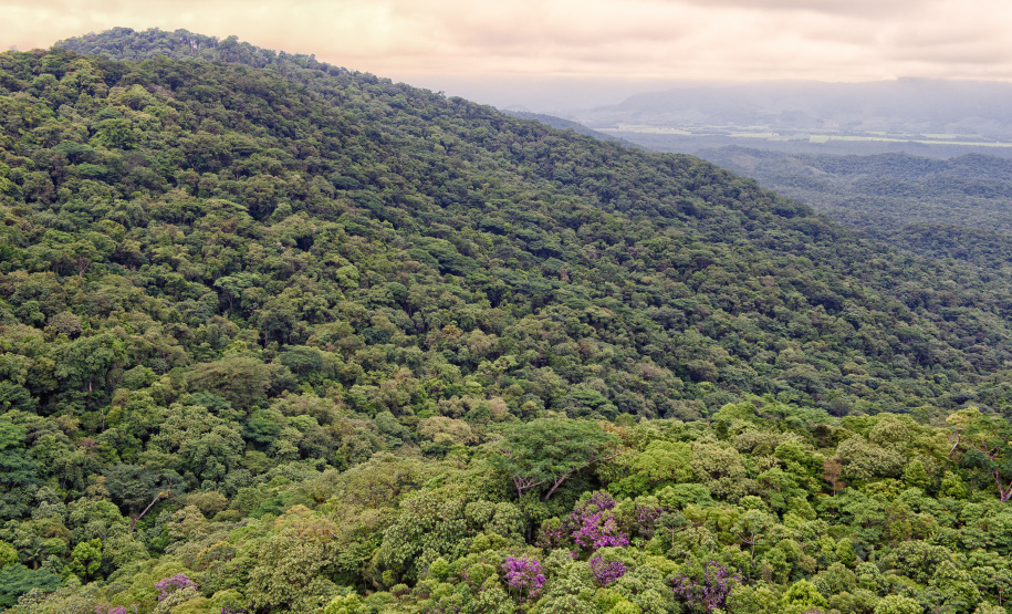 Paraná reduziu em 95% o desmatamento ilegal da Mata Atlântica entre 2021 e 2024, de acordo com dados do Instituto Água e Terra