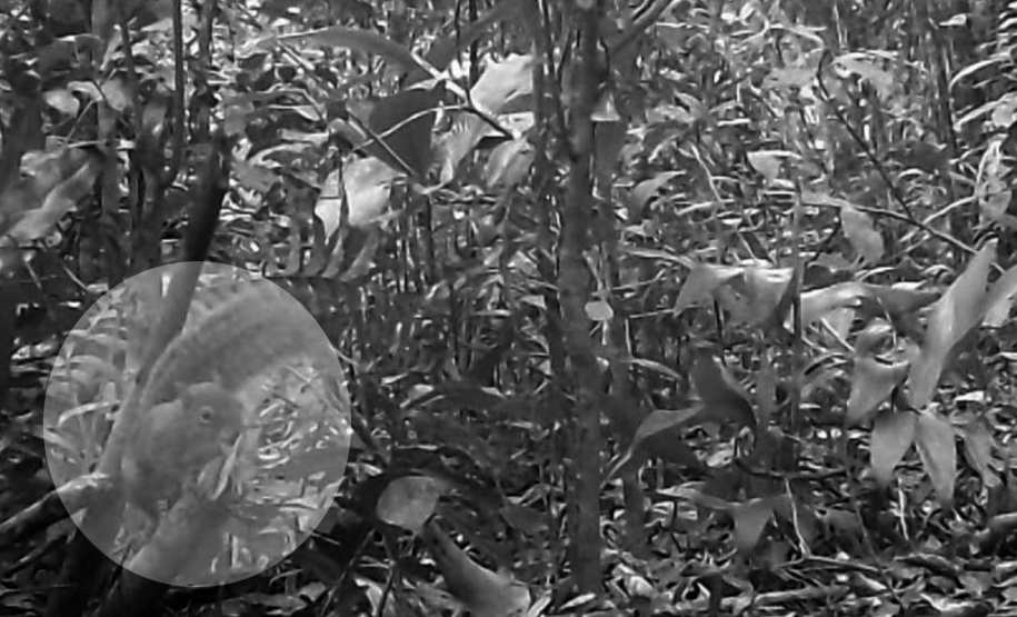 Programa ambiental Ponte de Guaratuba