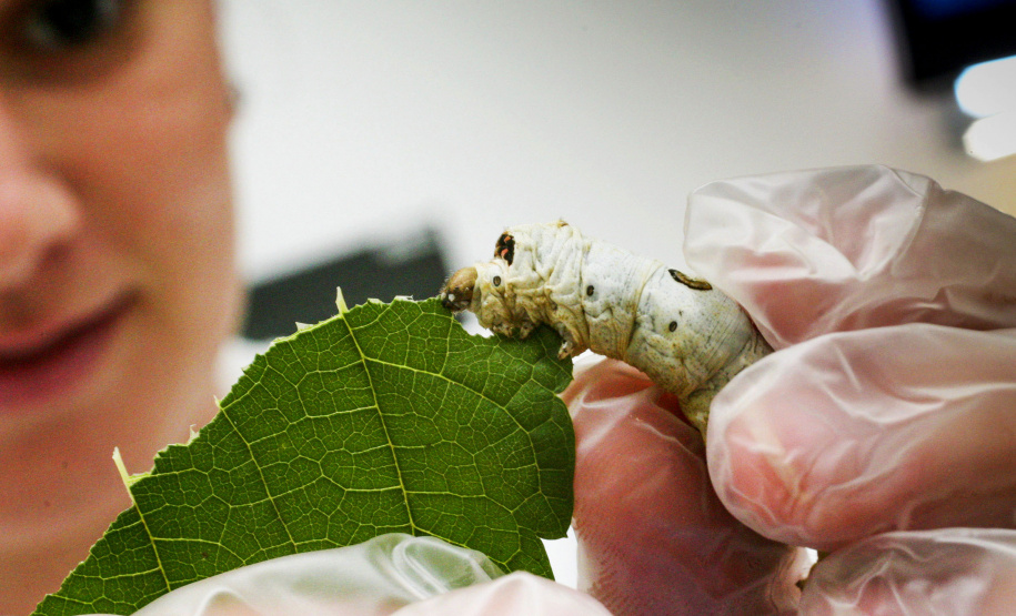 229 sericicultoras tiveram inscrições aprovadas para o concurso Seda Paraná