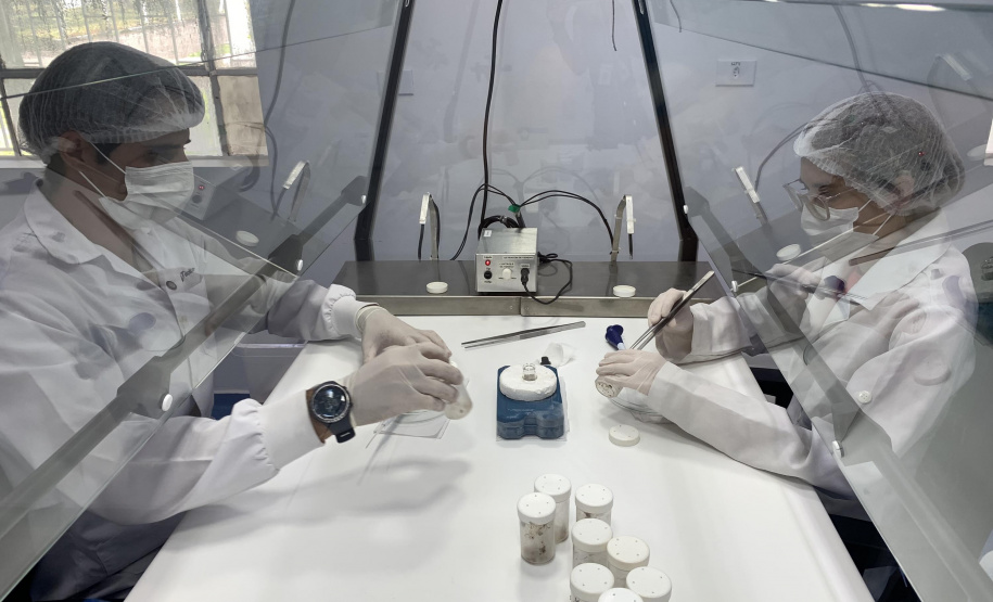 Primeira captura de aranhas-marrons do ano chega ao CPPI para extração do veneno