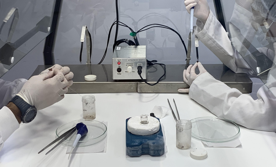 Primeira captura de aranhas-marrons do ano chega ao CPPI para extração do veneno