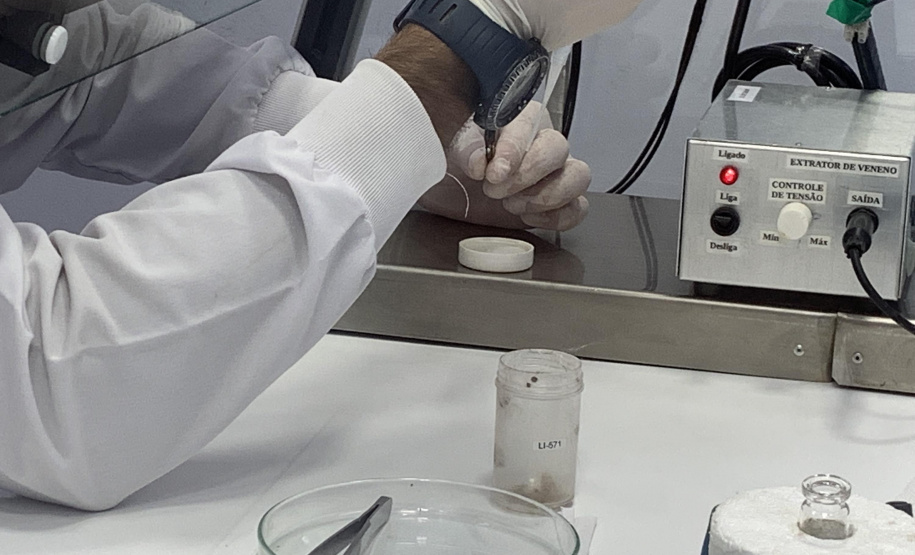 Primeira captura de aranhas-marrons do ano chega ao CPPI para extração do veneno