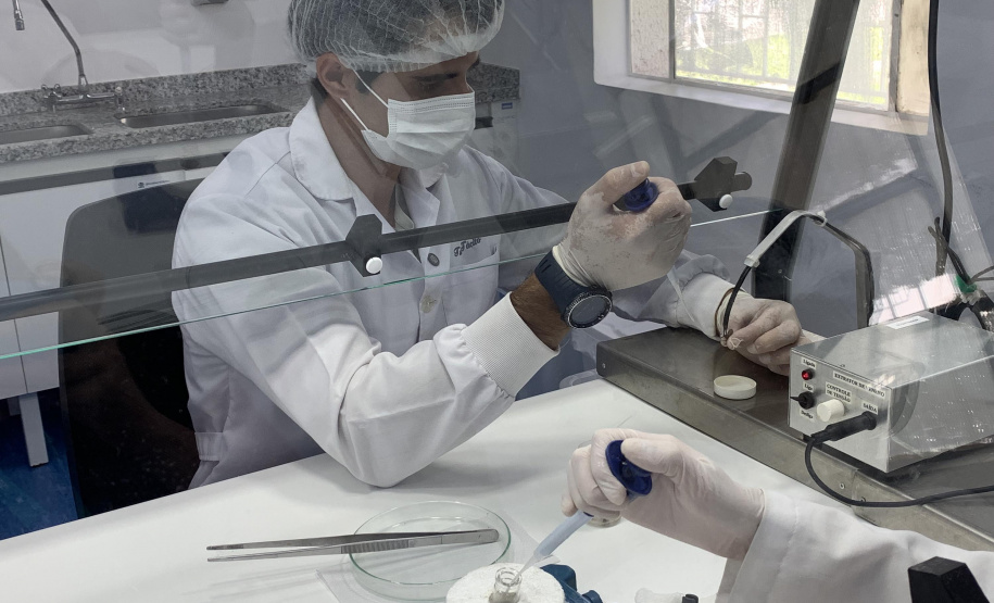 Primeira captura de aranhas-marrons do ano chega ao CPPI para extração do veneno