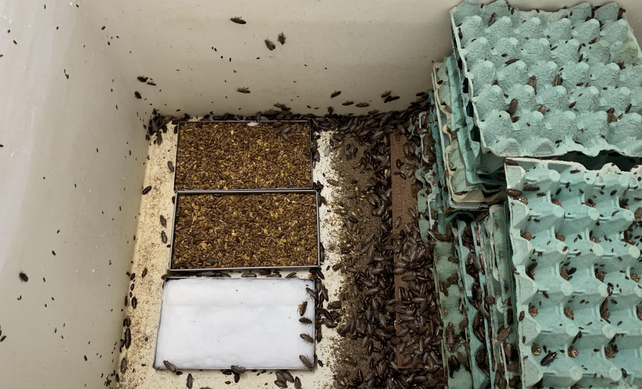 Primeira captura de aranhas-marrons do ano chega ao CPPI para extração do veneno