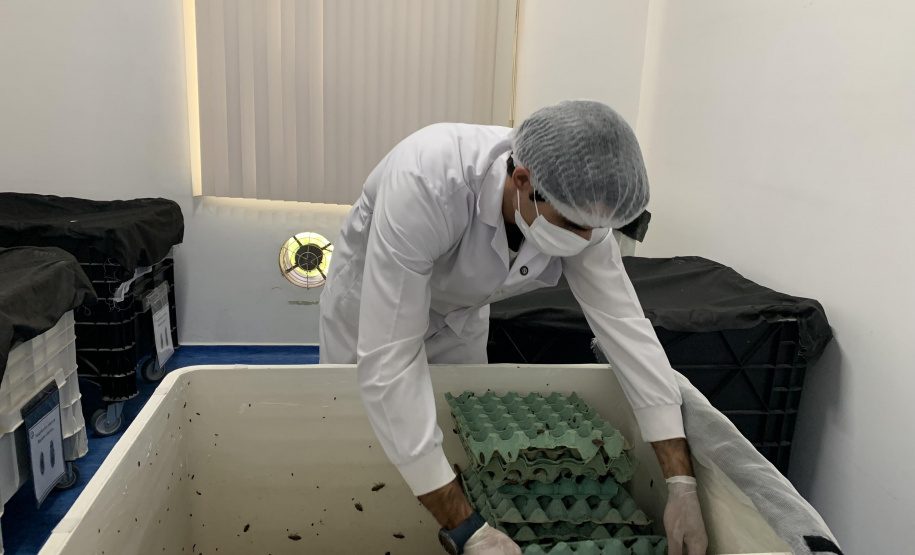 Primeira captura de aranhas-marrons do ano chega ao CPPI para extração do veneno